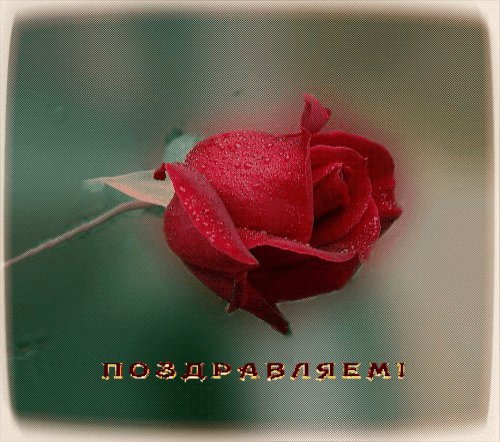 Роза С Днём рождения