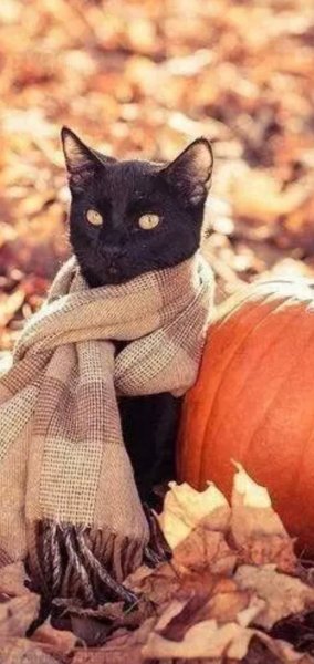 Котейка в шарфике
