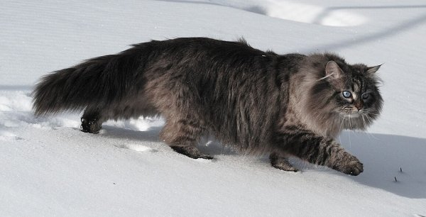 Сибирская кошка (4)