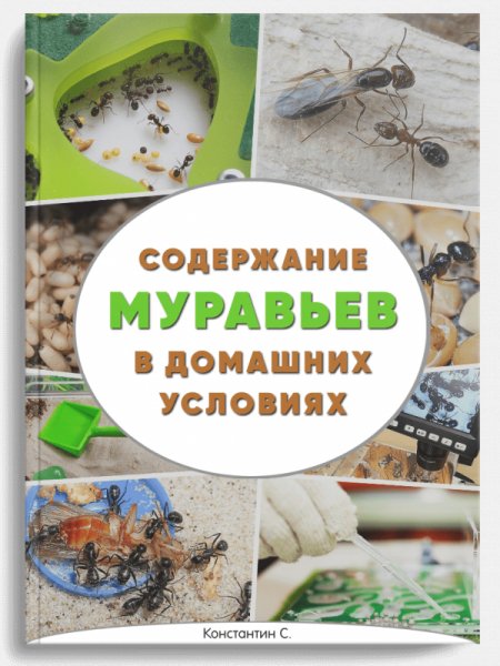 Содержание муравьев в домашних условиях
