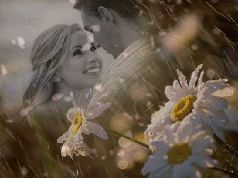 Влюблённые ромашки