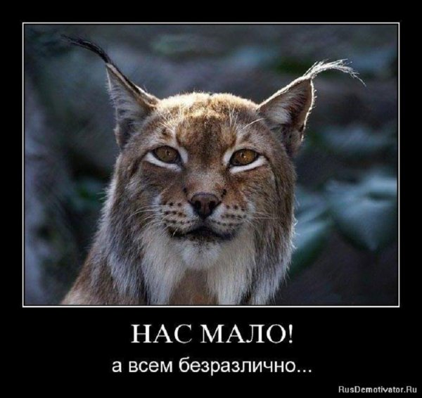 Нас мало, а всем безразлично...