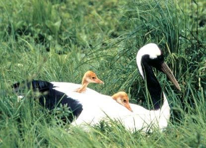 Журавль японский