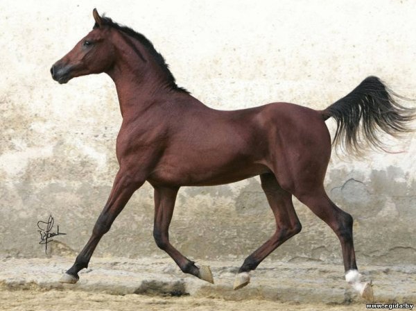 Лошадь арабской породы
