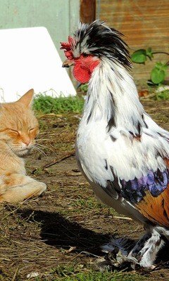 file_52087411