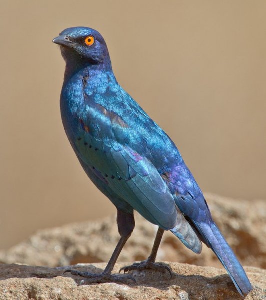 Starling6-1