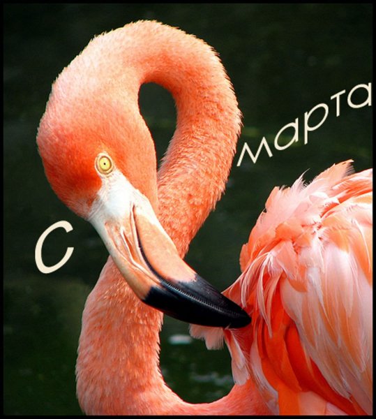 Фламинго