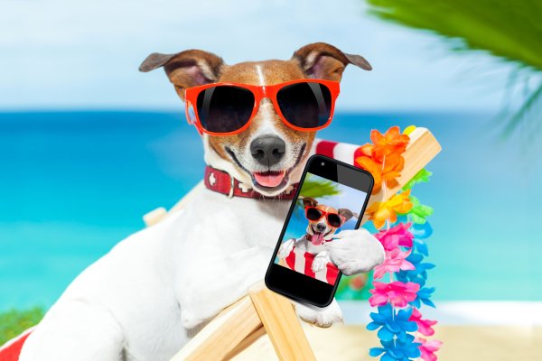 Dogs-Jack-Russell-terrier-Smartphone-Glasses-Glance
