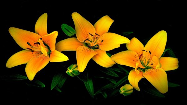 file_83236915