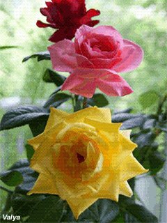 file_6406202