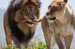 file_55264157