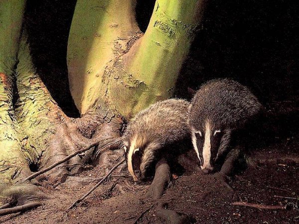 писки крики голос барсука