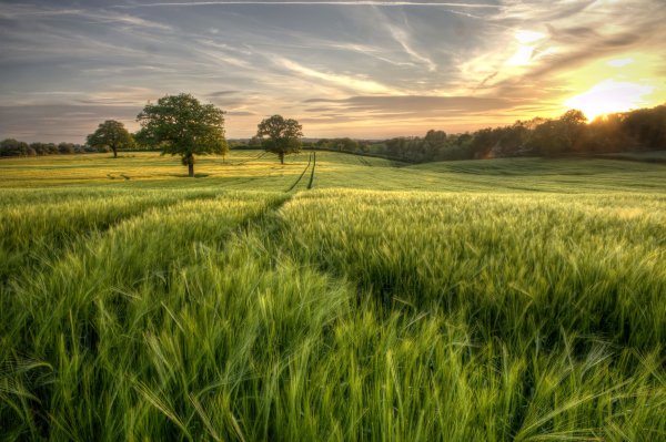 Leto-zelen-les-pole-trava-derevia-nebo-solntse-hdr