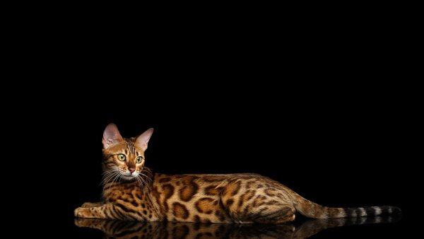 99px ru wallpaper 342605 bengalskaja koshka na chernom fone