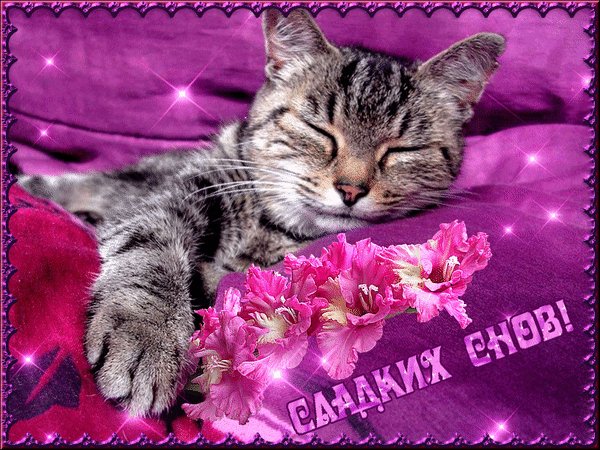 Анимированная открытка спокойной ночи (37)