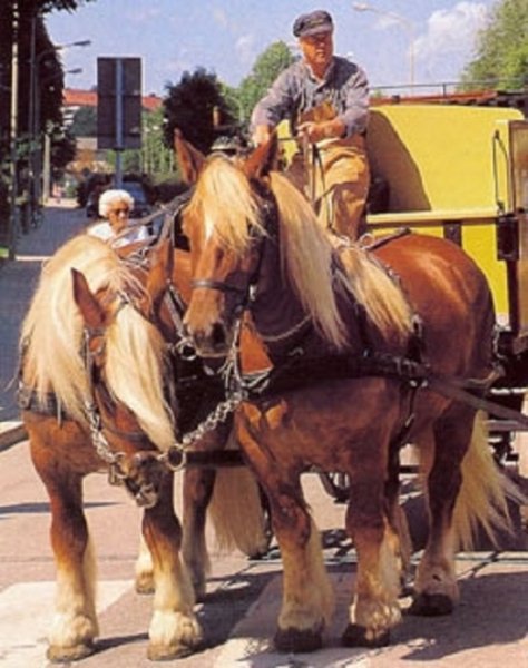 Ютландская порода лошадей (2)