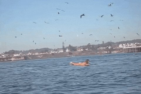 Купается а тут раз.... и кит