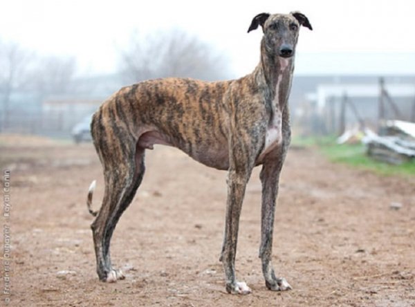 Испанская борзая, гальго (3)