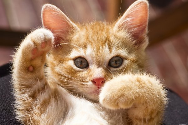 Котэ обои ПК