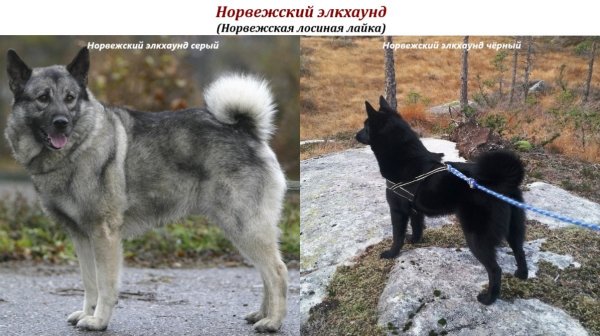 Норвежский элкхаунд (Норвежская лосиная лайка)