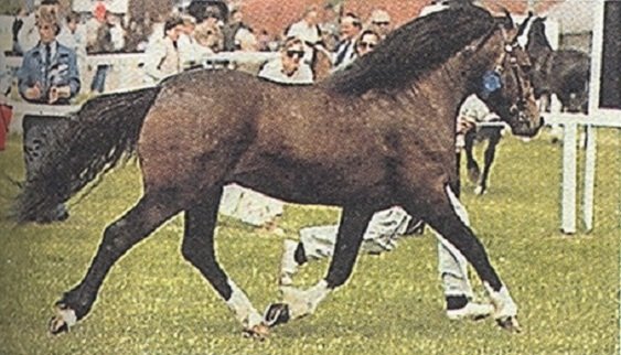 Ланда пони (2)