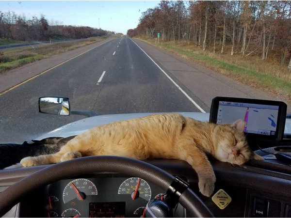 С кошкой
