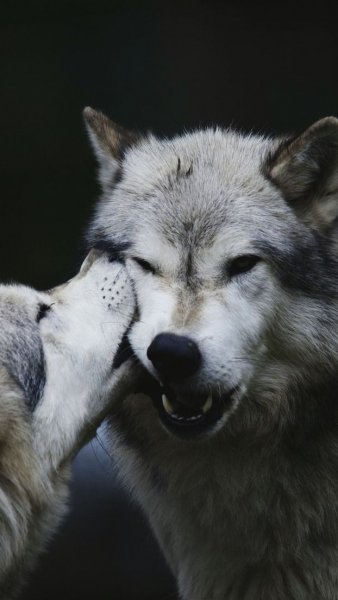 Ddb0f54bec85633cad274d9ac0f2374e