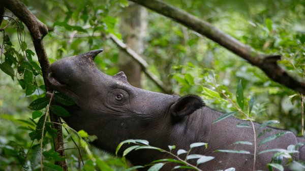 SumatranRhino ROW4794363286 UHD