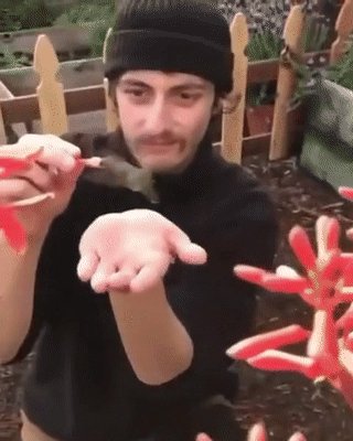 Мимими)