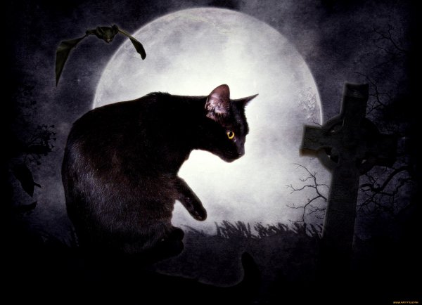 Black Cat Moon