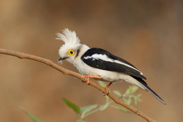 Длиннохохлый очковый сорокопут