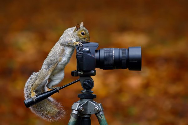Squirrels Wild Grey 449654