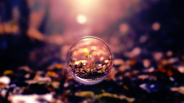 plant through lens ball