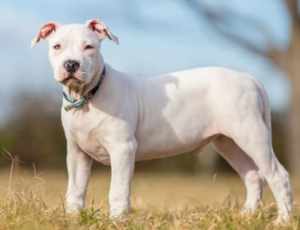 Американский стаффордшир-терьер (4)