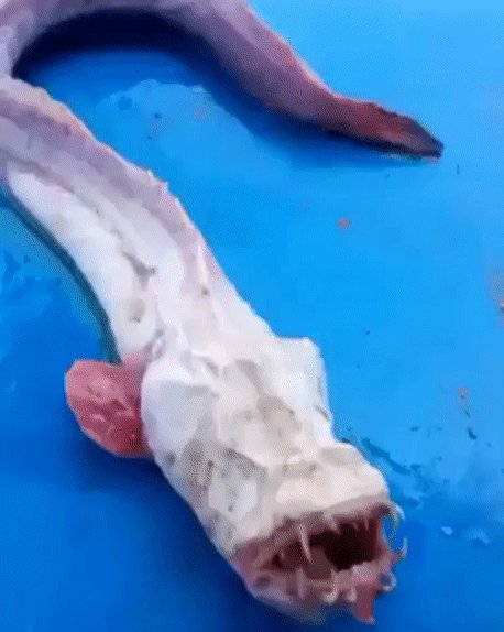 Леденящий душу ужас выудили таиландские рыбаки