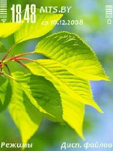 Leaves
