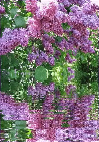 gif 1489942406