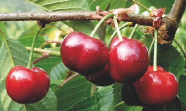 Черешня Эрли Лори