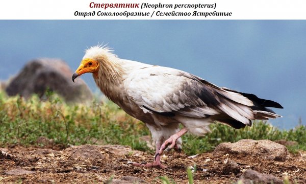 Стервятник (Neophron percnopterus)
