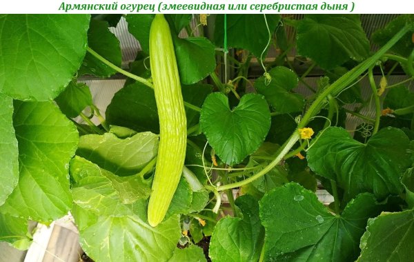 Армянский огурец (змеевидная или серебристая дыня )