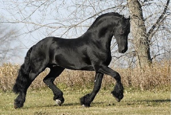 Фризская порода лошадей (3)