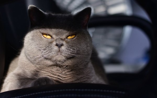 Кот