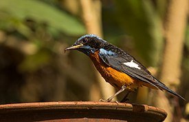 px-Blue Capped Rock Thrush