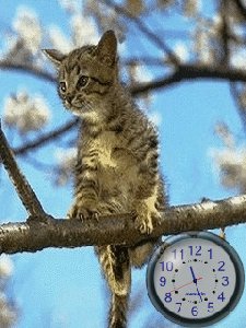 Anim.cat
