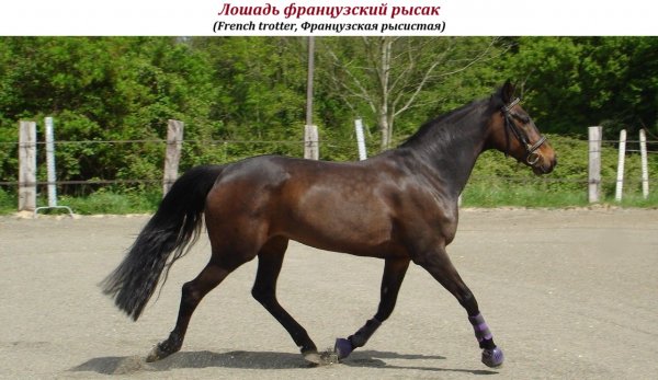 Лошадь французский рысак