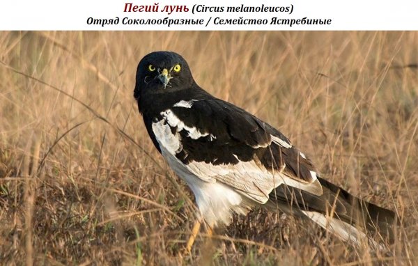 Пегий лунь (Circus melanoleucos)