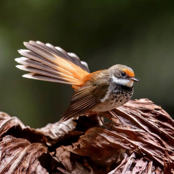 Краснолобая веерохвостка Rufous Fantail