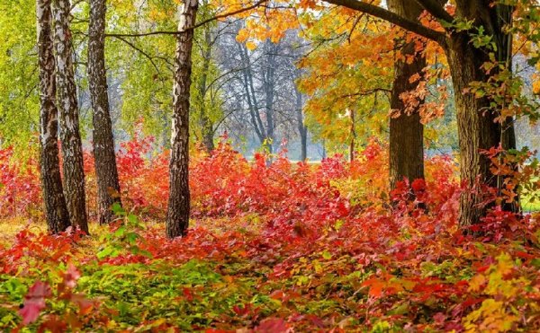 В багрец и в золото одетые леса