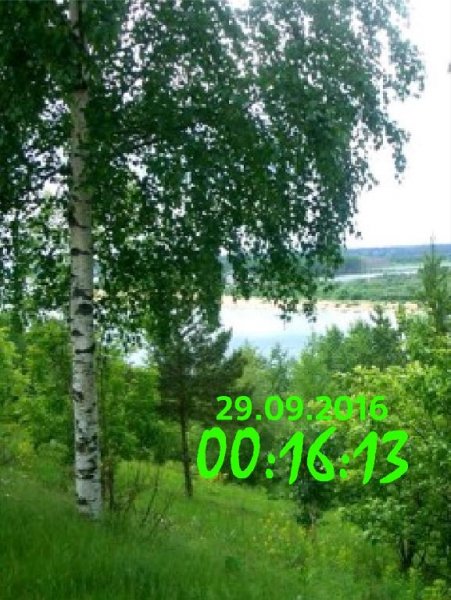 Березы