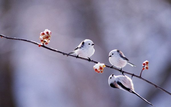 Длиннохвостые синицы